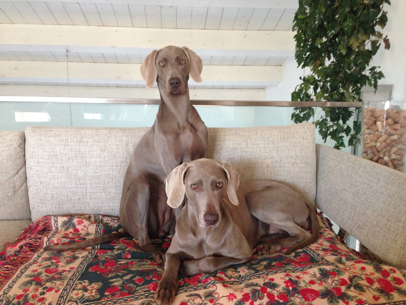 sar-assicurazione-roccella-weimaraner