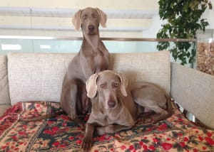 sar-assicurazione-roccella-weimaraner