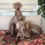 sar-assicurazione-roccella-weimaraner